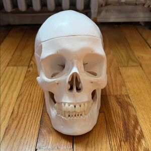 Anatomy Skull Study Model